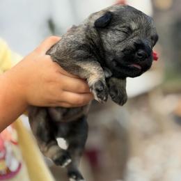 Red Collar Female - Salt and pepper female Miniature Schnauzer puppy in Brownwood, Texas from Texas Dreams Mini Schnauzers