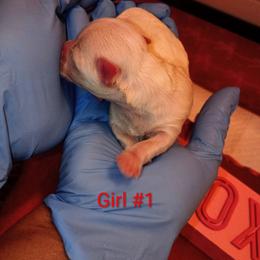 Girl I - White female Mal-Shi puppy in Boca Raton, Florida from Tina-Marie's Pups