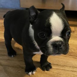 Boston Terriers from Heath's Boston Terriers