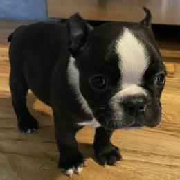 Boston Terriers from Heath's Boston Terriers