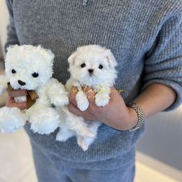 Maltese, Maltipoos, Poodles, and Yorkshire Terriers from Dallas Teacup Puppies
