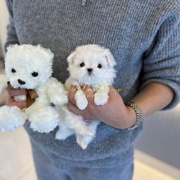 Maltese, Maltipoos, Poodles, and Yorkshire Terriers from Dallas Teacup Puppies