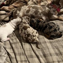 Dachshund Puppies from The Weenie Herd Mom