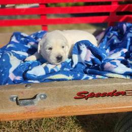 Logan - Light golden male Golden Retriever puppy in Hastings, Michigan from Teresa Stevens