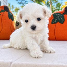 Spice - Apricot female Maltipoo puppy in Wilson, North Carolina from Cedar Creek Doodles