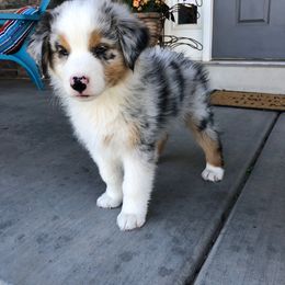 Australian Shepherd Puppies from WC Ranch