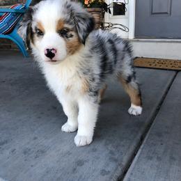 Australian Shepherd Puppies from WC Ranch