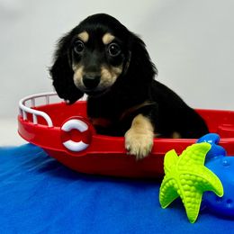 Eclipse - Black and cream Dachshund puppy in Magnolia, Texas from Billboard Doxies