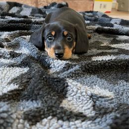 Beans - Black and tan male Dachshund puppy in San Diego, California from Dachshunters