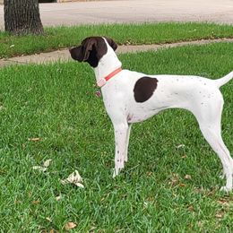German Shorthaired Pointer Puppies from The Tipsy Rabbit GSP TopDog Kennel