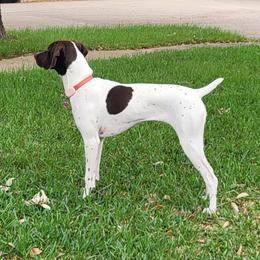 German Shorthaired Pointer Puppies from The Tipsy Rabbit GSP TopDog Kennel