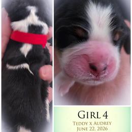 Girl 4 - Black white and tan female English Springer Spaniel puppy in Silverdale, Washington from TimberVale Springers