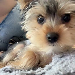 Yorkshire Terrier Puppies from Rosey’s Yorkies