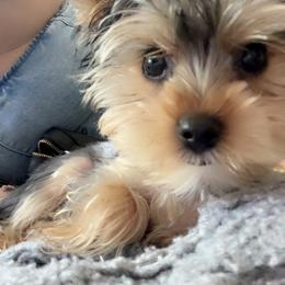 Yorkshire Terrier Puppies from Rosey’s Yorkies