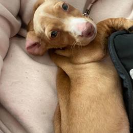 Dachshund and Miniature Schnauzer Puppies from The Bossy Doxie Farm