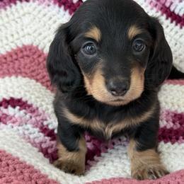 Maggie - Black and tan female Dachshund puppy in Red Oak, Oklahoma from S&H Teenie Weenie Dachshunds