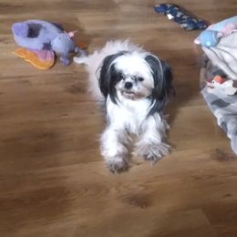 Belle - Shih Tzu