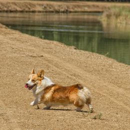 Pembroke Welsh Corgi Puppies from Half Hitch Corgis