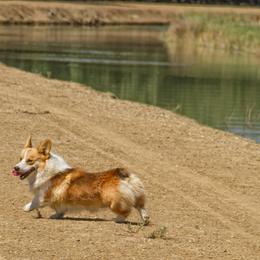 Pembroke Welsh Corgi Puppies from Half Hitch Corgis