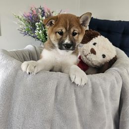 Shiba Inu Puppies from Shiba Shenanigans