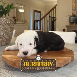 Burberry - Gray and white male Old English Sheepdog puppy in Cleveland, Tennessee from Narrow Path Old English & Sheepadoodles