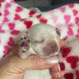 Boy 2 - Cream male French Bulldog puppy in Shelbyville, Kentucky from Hidden Hickories Farm