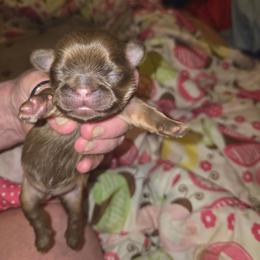 Jimmy - Chocolate and tan male Shih Tzu puppy in Cook County, Illinois from My Tzu Crew