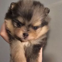 Merle girl - Blue merle female Pomeranian puppy in Bloomingdale, New Jersey from Bella Luna Pomeranians