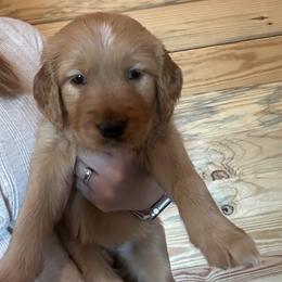 Purple Girl - Dark golden female Golden Retriever puppy in Hendersonville, North Carolina from Apple Country Retrievers