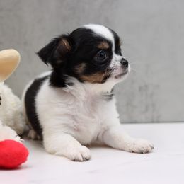 Blythe (very flashy small girl) - Black and white female Chihuahua puppy in Tulsa, Oklahoma from H-3 Chihuahuas