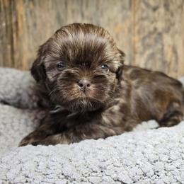Tenly - Chocolate female Shih Tzu puppy in Mountain Grove, Missouri from Precious Puppies