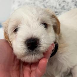 Axel - Parti male Miniature Schnauzer puppy in Corona, California from 92882 Schnauzerville