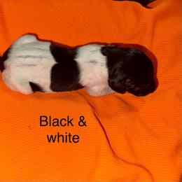 Boy 8 - Black and white male German Shorthaired Pointer puppy in Aitkin, Minnesota from Whispering’s GunDogs