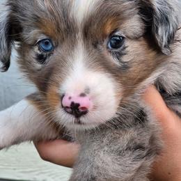 Filly - Blue merle female Miniature Australian Shepherd puppy in Lithia, Florida from Waterford Doodle Farm