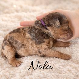 Nola - Merle female Whoodle puppy in Knoxville, Tennessee from Fleury Farm Doodles TN