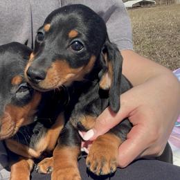 Black and Tan Female 2 CKC REGISTERED 2800 - Black and tan female Dachshund puppy in Blackstone, Virginia from Cheyenne's Dachshunds