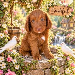 Bashful (7 dwarfs theme) - Red  female Goldendoodle puppy in Ozark, Missouri from Halo Doodles