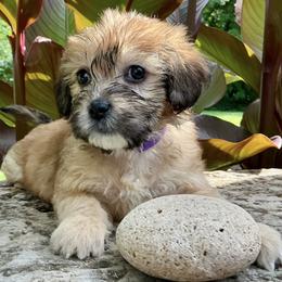 Brylee - Cream female Companion Cross puppy in Mankato, Minnesota from Tiny and Treasured