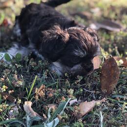 Shih Tzu Puppies from Shih tzu adventures of Santa Rosa Florida