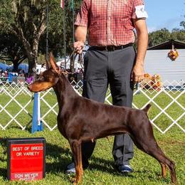 Doberman Pinscher All Grown Up from Hierarch Dobermans