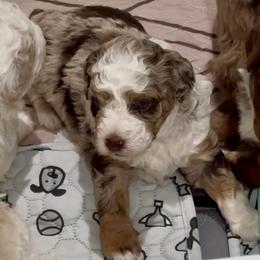 Scarlet Valentine - Red merle female Aussiedoodle puppy in Charlestown, Indiana from Forever Aussies and A Doodle