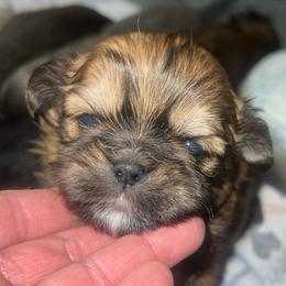 Red and black - Sable male Shih Tzu puppy in Citrus Heights, California from The Lion dog Shih Tzu