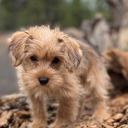 Morkies from Sun-Kissed Morkies