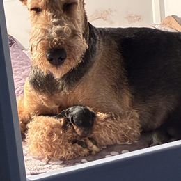 Airedale Terrier puppies from Topline Airedale Terriers