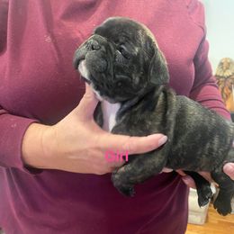 "Liberty is a girl who likes to be the boss! " French Bulldog Puppies from Herbert's Frenchies
