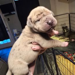 Shoofly pie - Merle male Great Dane puppy in Monroe County, Pennsylvania from Poke-A-Nose Danes