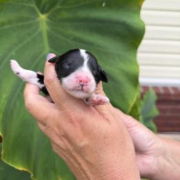 Skipper - Black and white male Bernedoodle puppy in Russellville, Arkansas from Crossgate Doodles