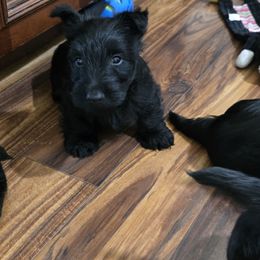 Girl 3 - Black female Scottish Terrier puppy in Seymour, Missouri from Fairview's Precious Pups