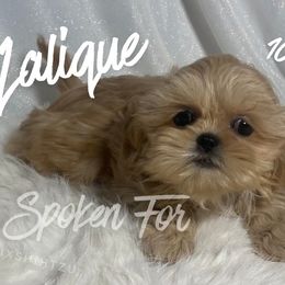 Lalique - Cream and white female Shih Tzu puppy in Hayden, Idaho from Phoenix Shih Tzu