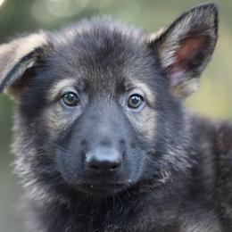 German Shepherd Puppies from Vom Haus Highlands